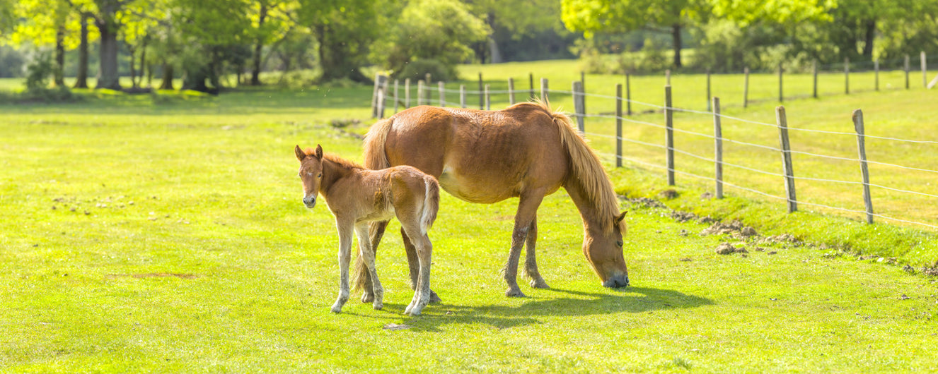 Horse with Foal Wall Mural