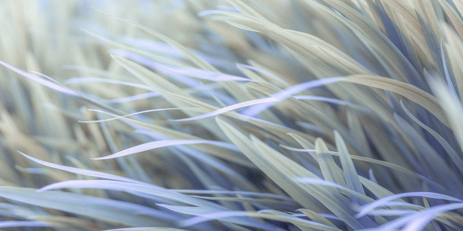 Wavy Grass Wall Mural