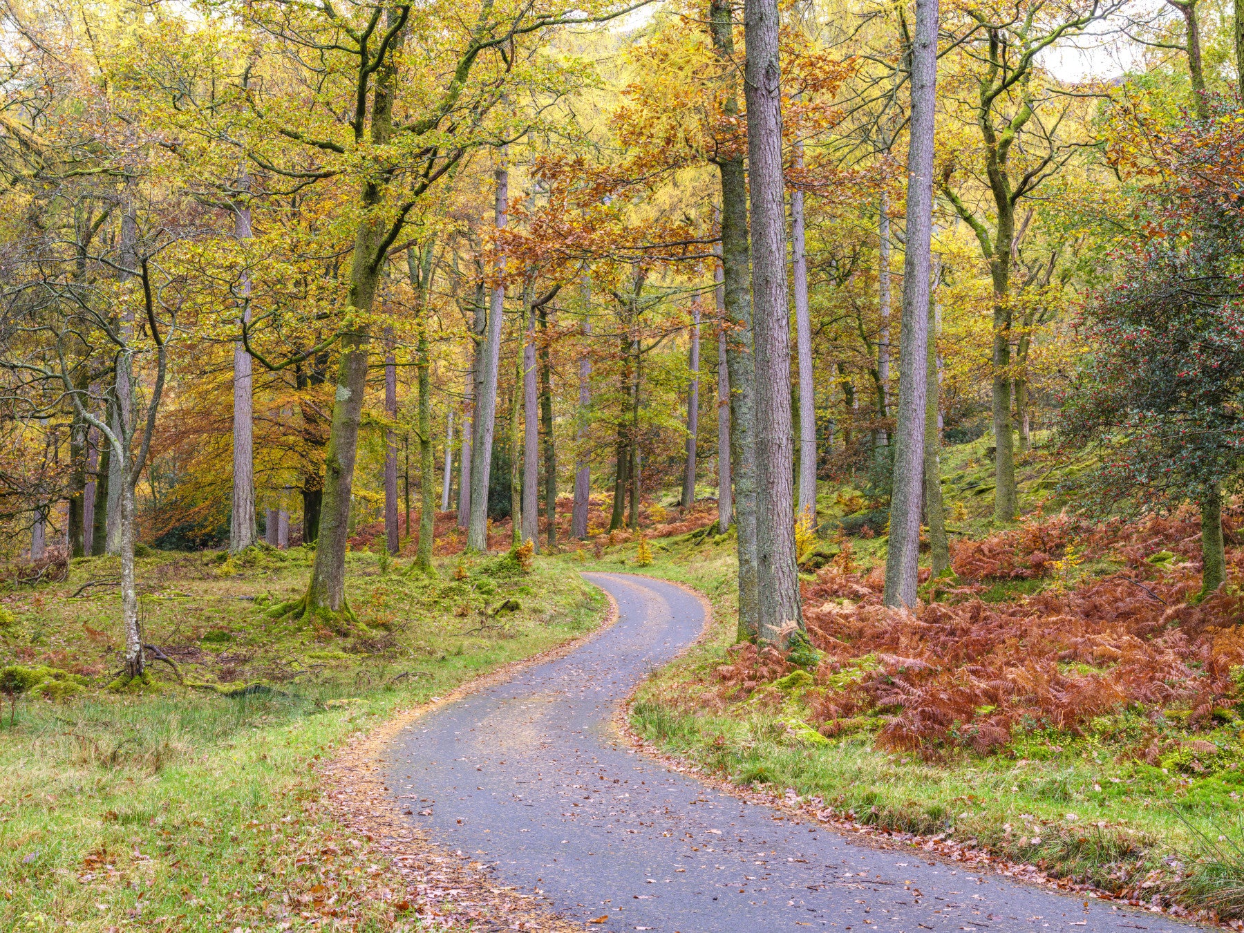 Golden Autumn Drive Wall Mural