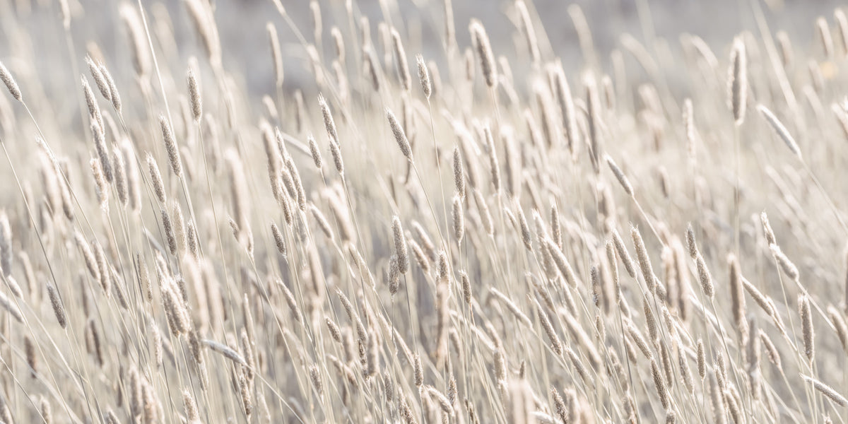Meadow Grass Wall Mural