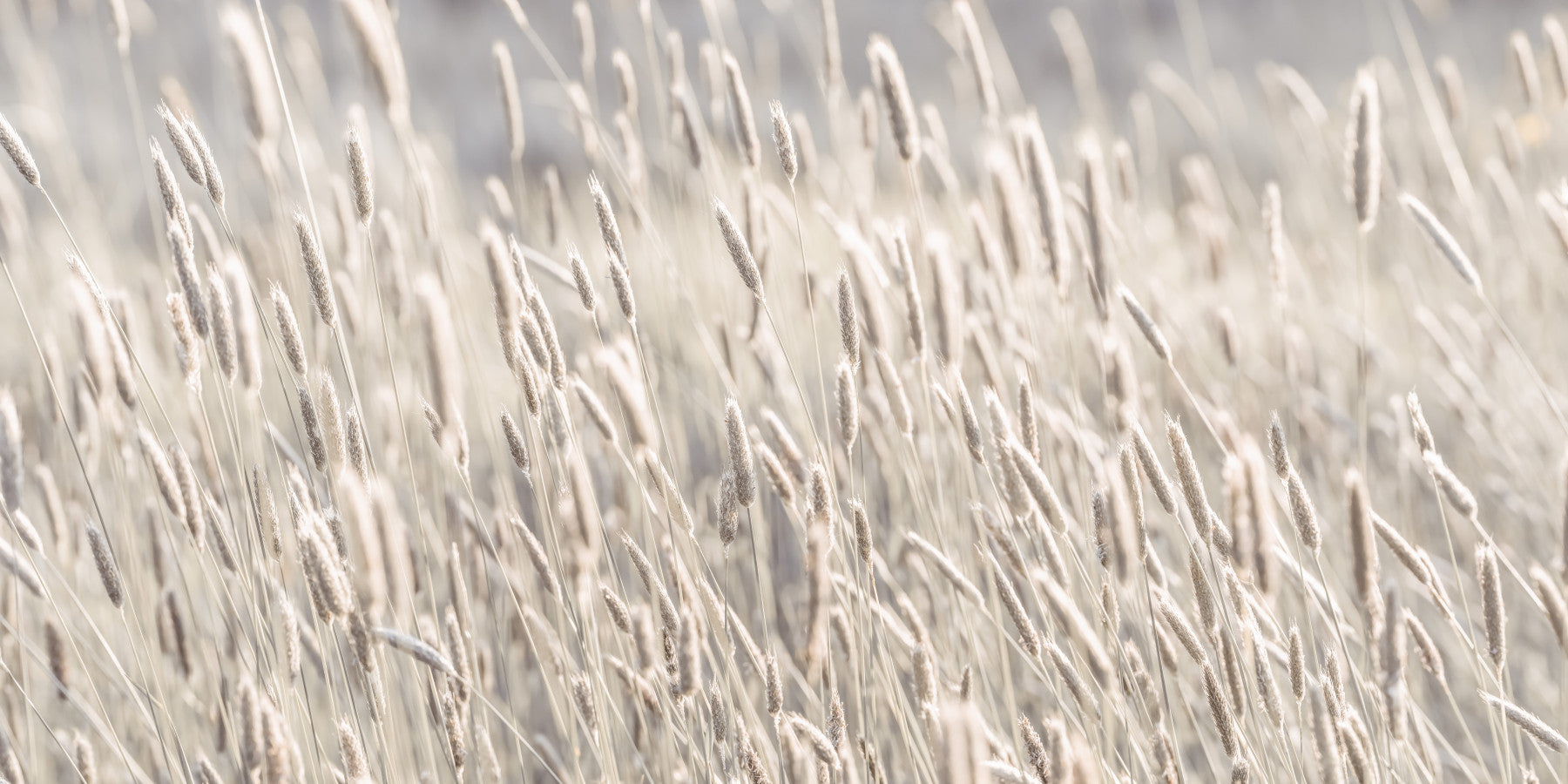 Meadow Grass Wall Mural