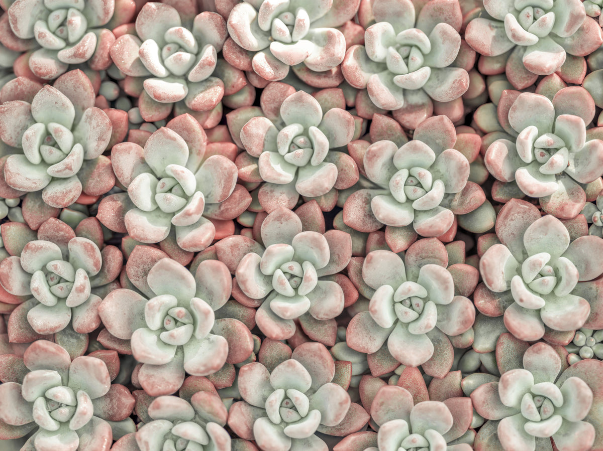 The Art of Succulents: Wall Mural