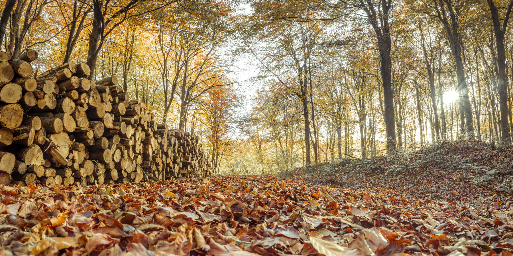 Logs in Autumn Forest Wall Mural