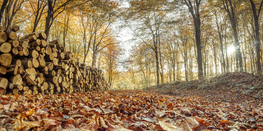 Logs in Autumn Forest Wall Mural