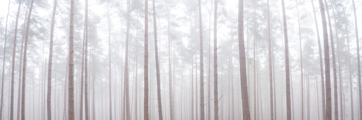 Misty Forest Wall Mural
