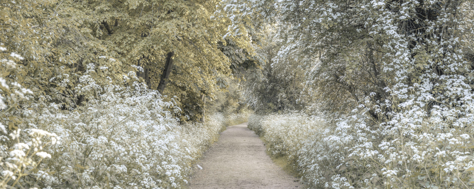 Woodland Spring Path Wall Mural