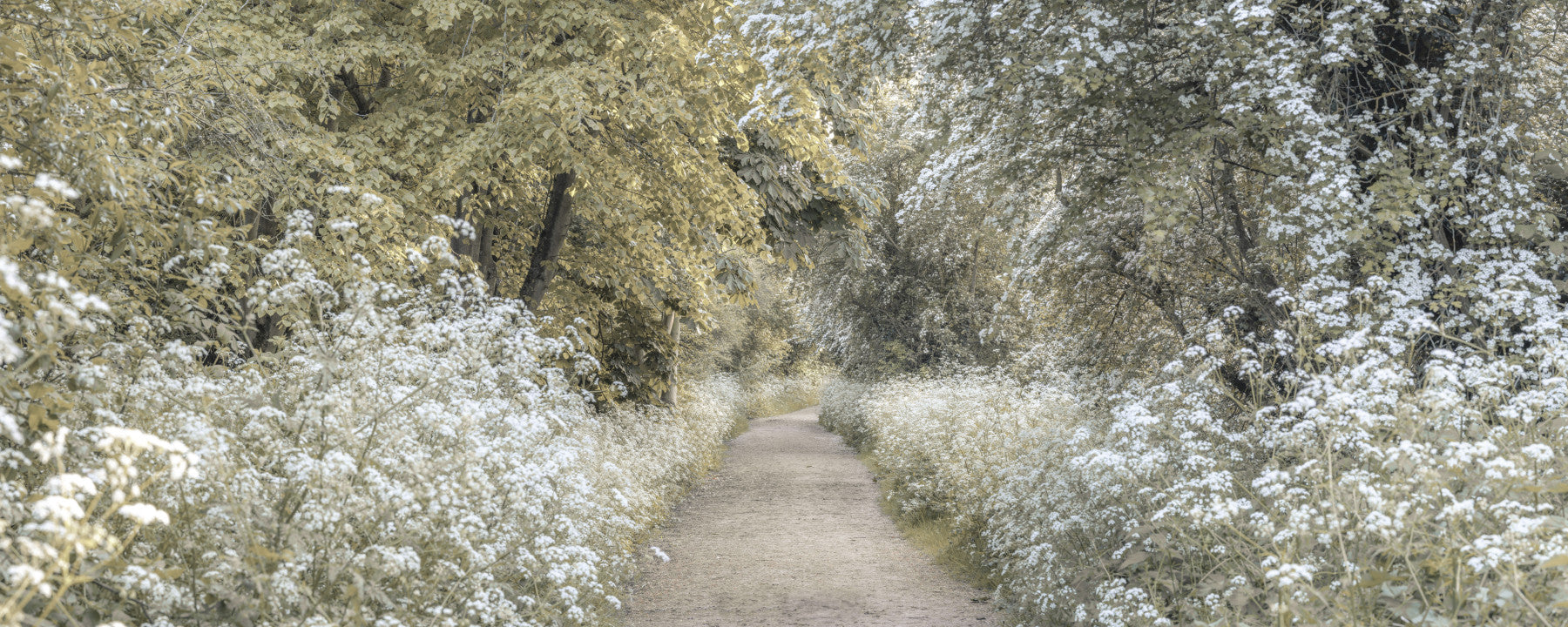 Woodland Spring Path Wall Mural