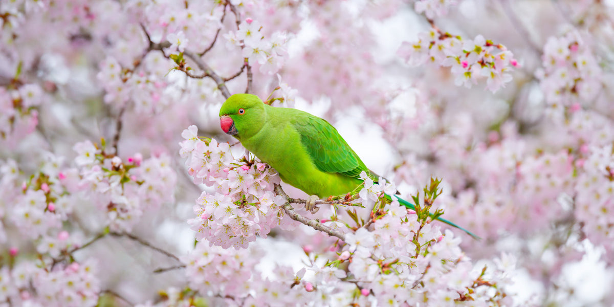 Parakeets Among Flowers Wall Mural in your room — zoomed