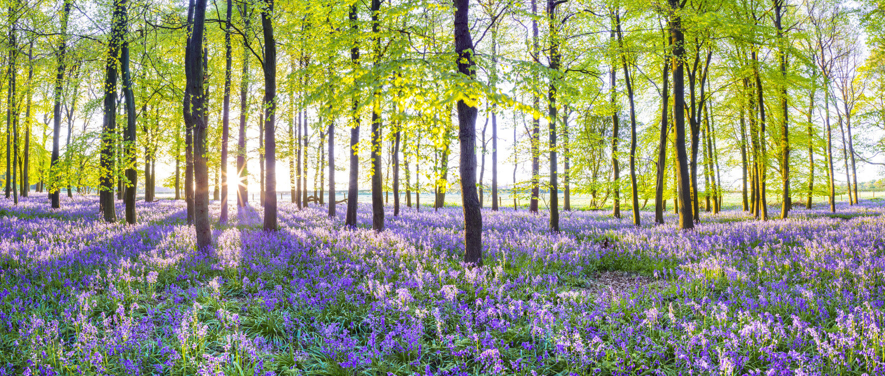 Sunlit Bluebell Woods Wall Mural