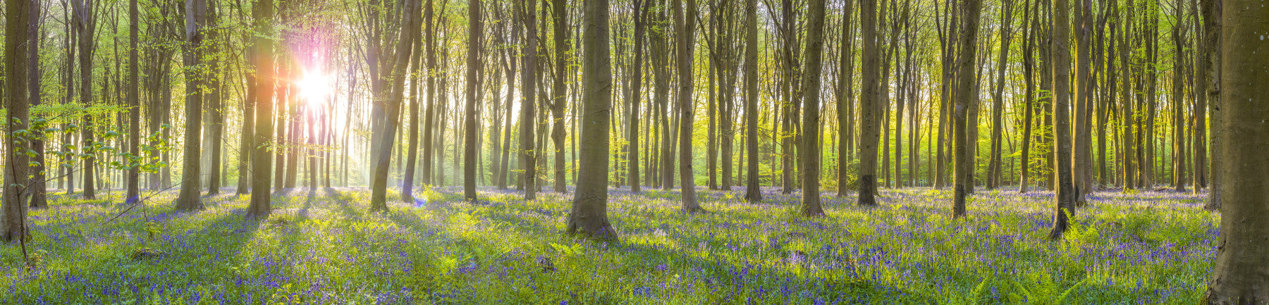 Enchanted Bluebell Glade Wall Mural