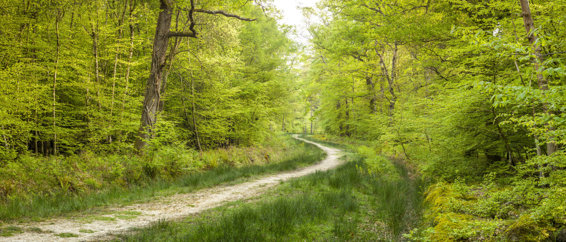 Woodland Wanderlust Wall Mural