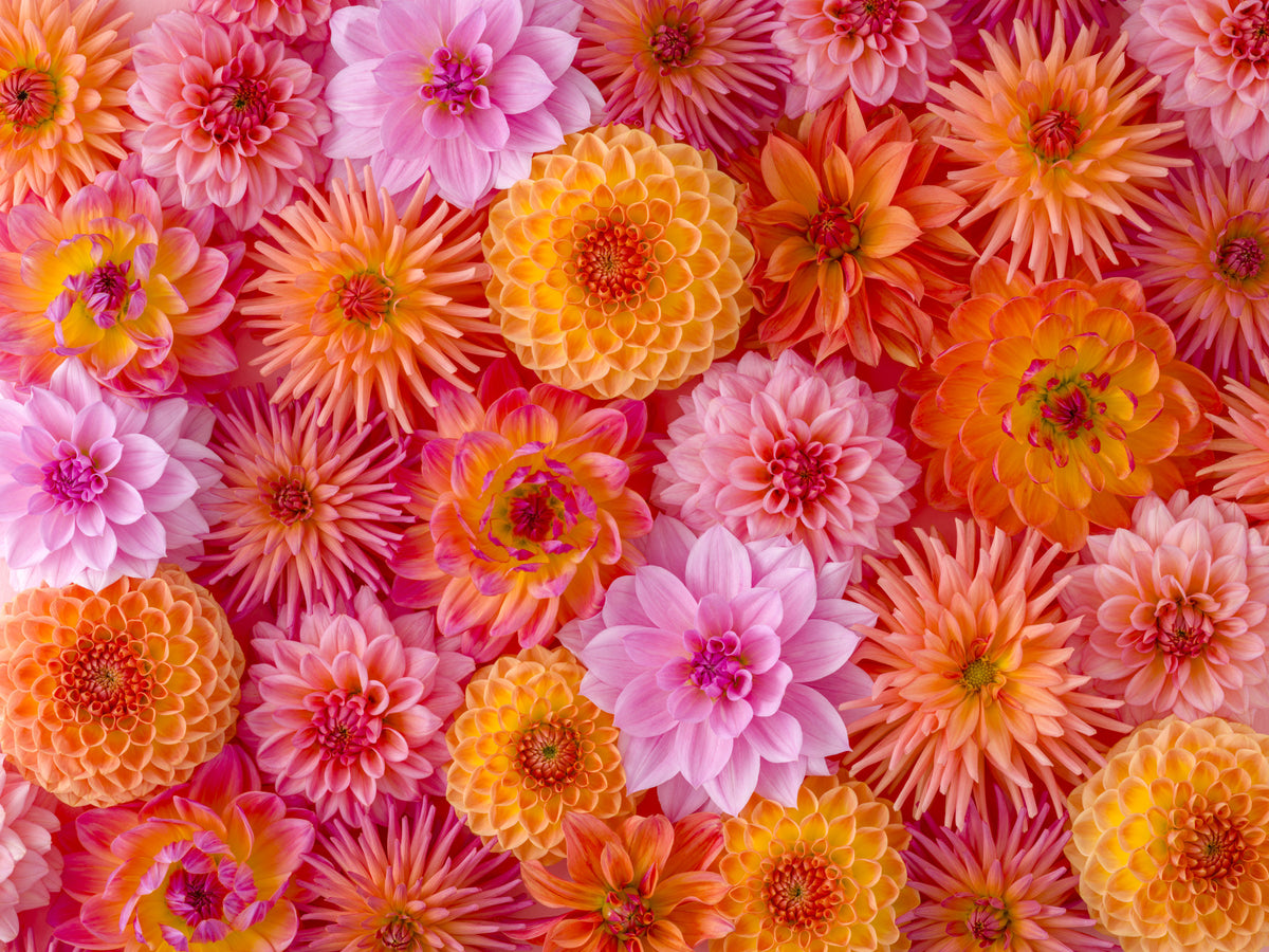Dahlia Dream Wall Mural