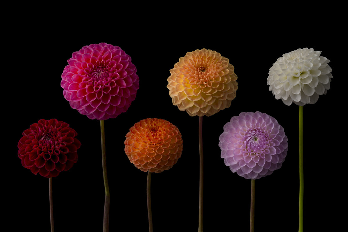 Dahlia Spectrum Wall Mural