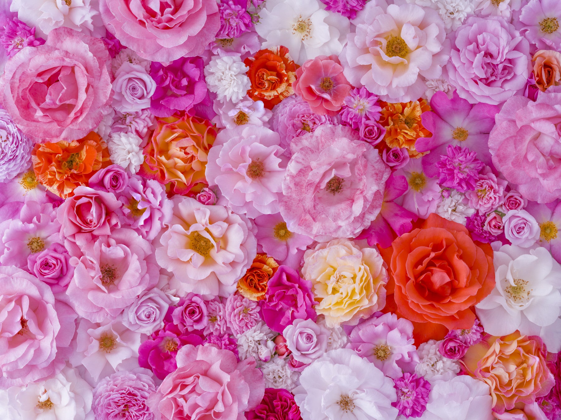 Roses Galore Wall Mural