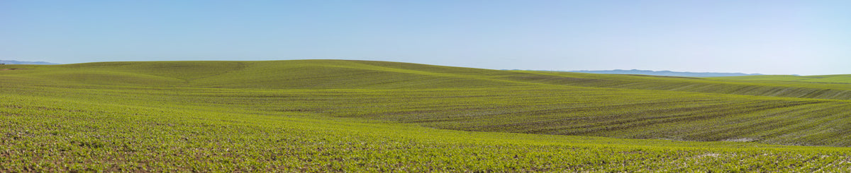Serene Spring Fields Wall Mural