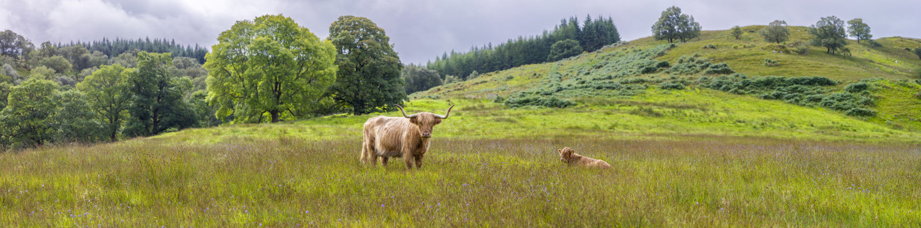 Scottish Pastoral Wall Mural