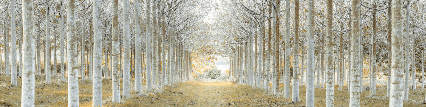 Perfectly Aligned Trees in Forest Wall Mural in your room — zoomed