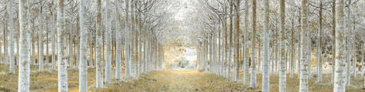 Perfectly Aligned Trees in Forest Wall Mural