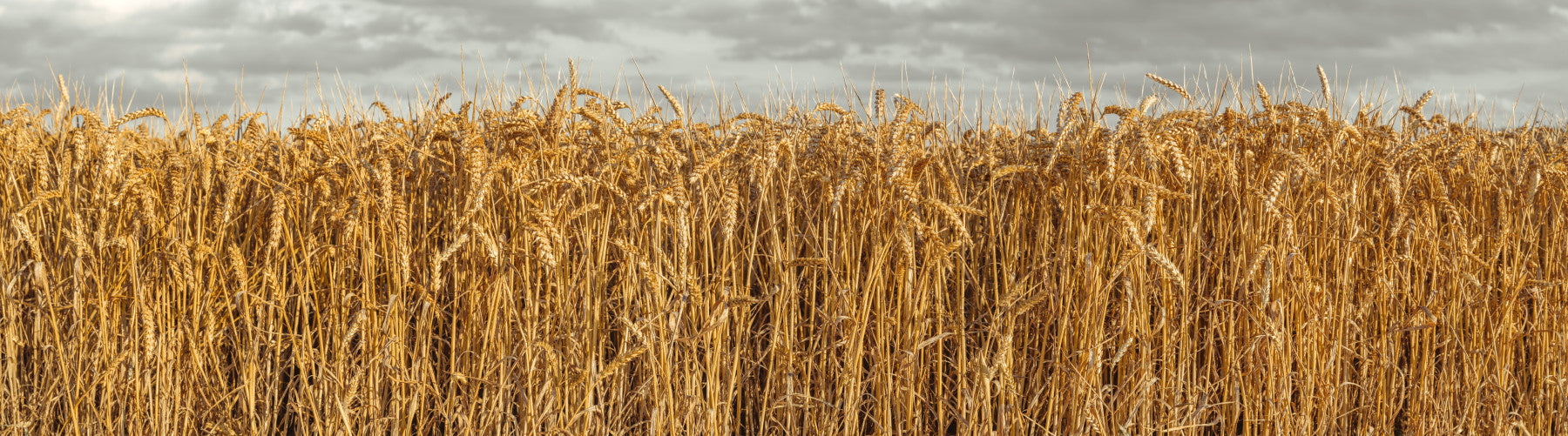Wheat Field Expanses Wall Mural