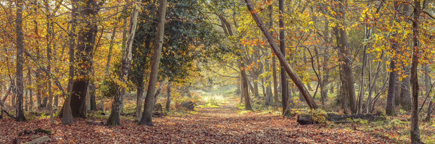 Peaceful Autumn Trail Wall Mural