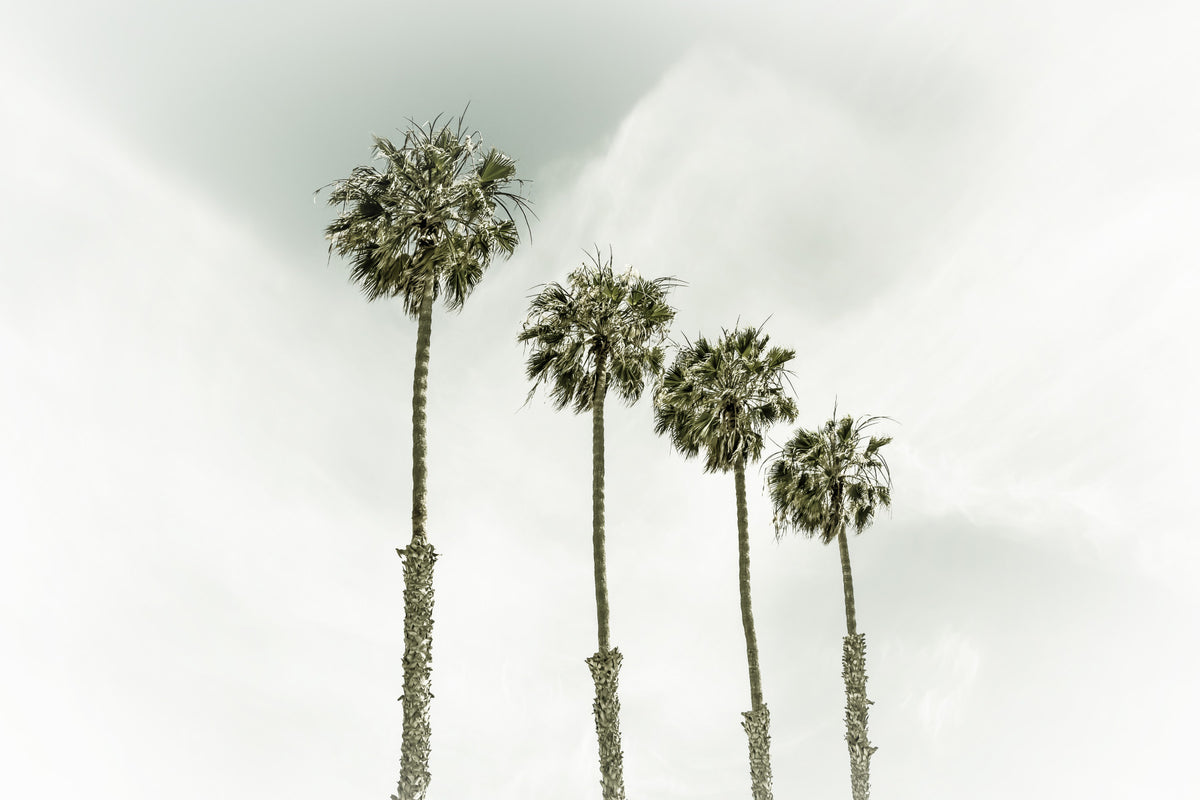 Palm Trees at the beach | Vintage Wall Mural in your room — zoomed