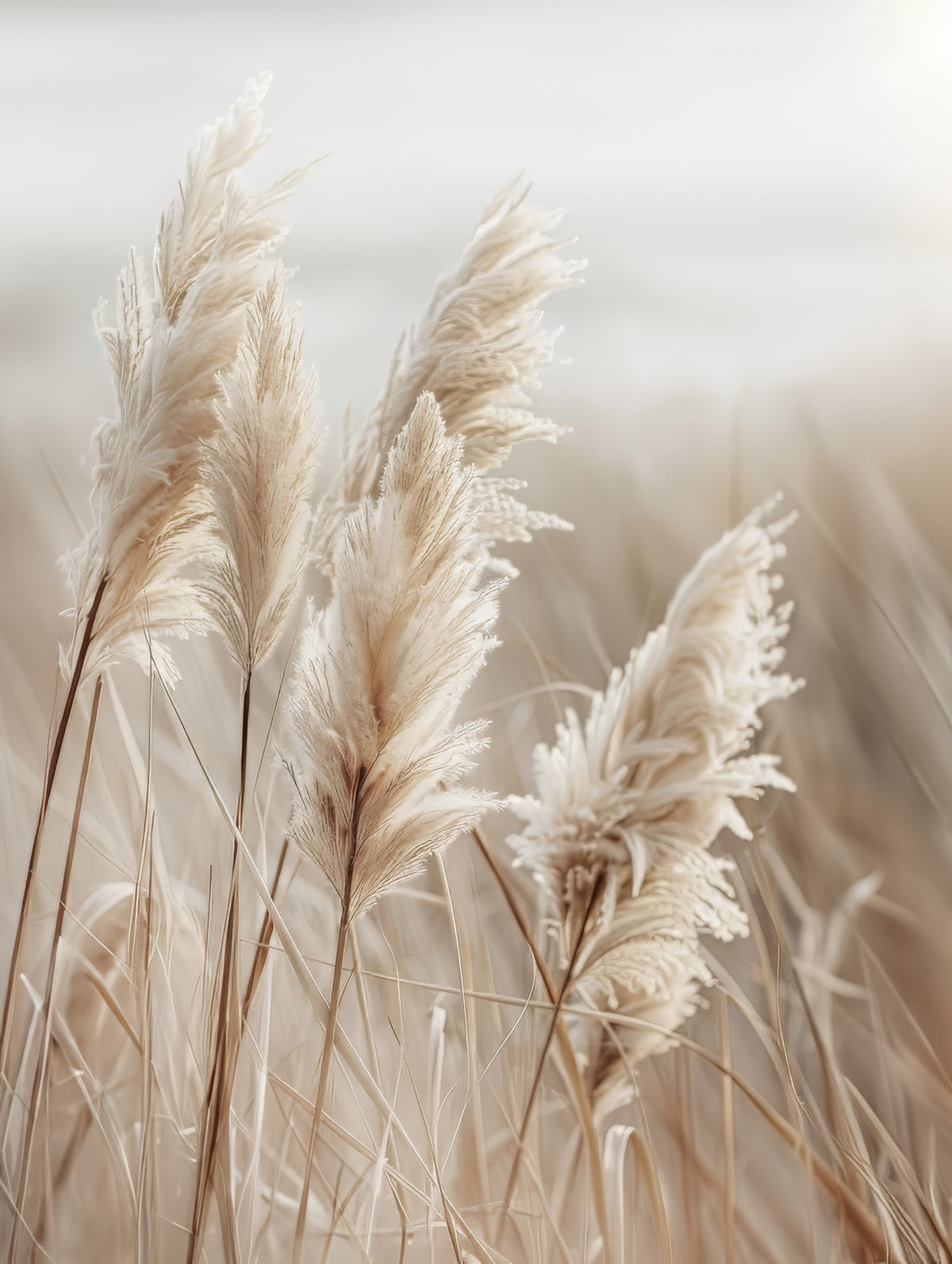 Pampas grass by the sea Wall Mural in your room — zoomed