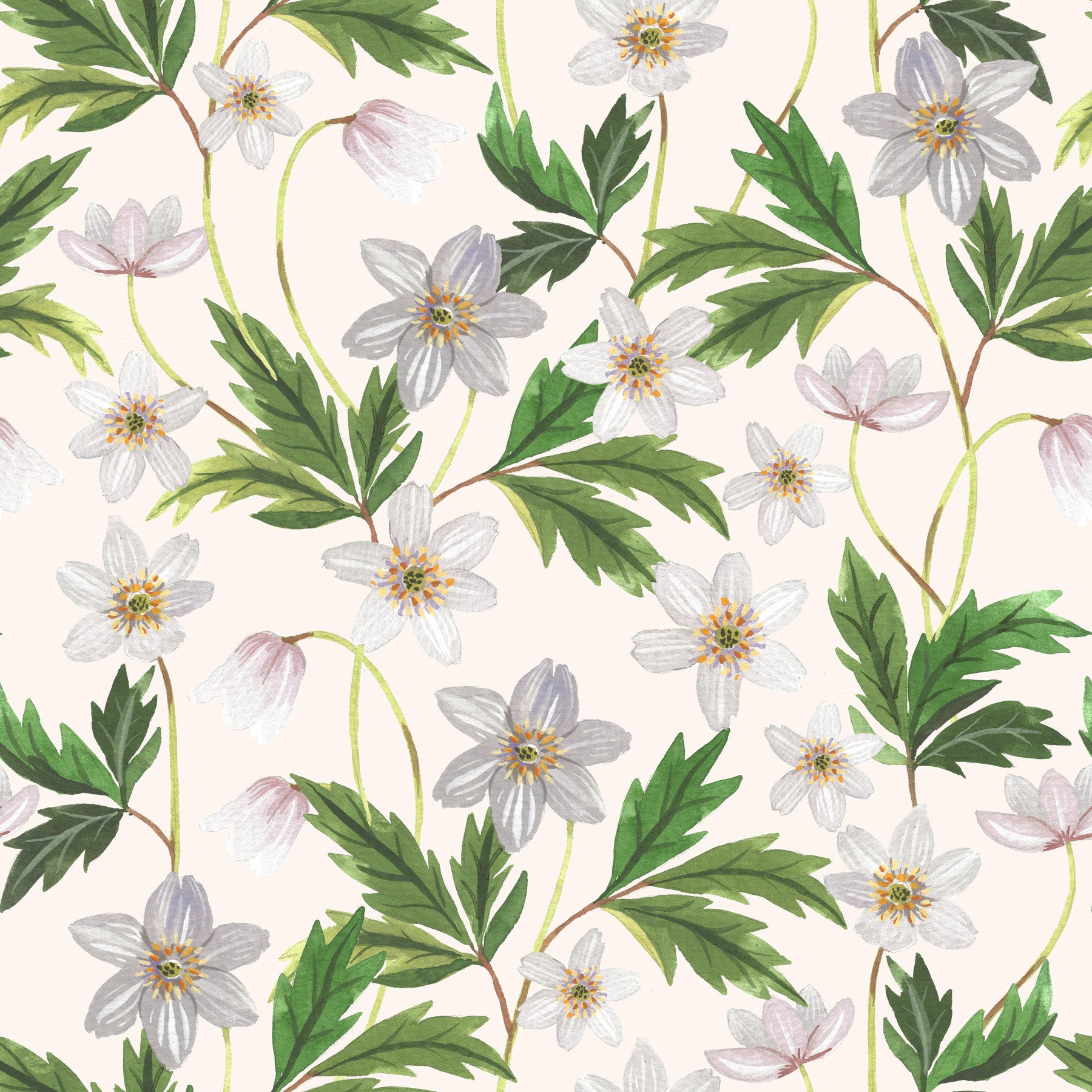 Wood Anemone on White Wallpaper⁠