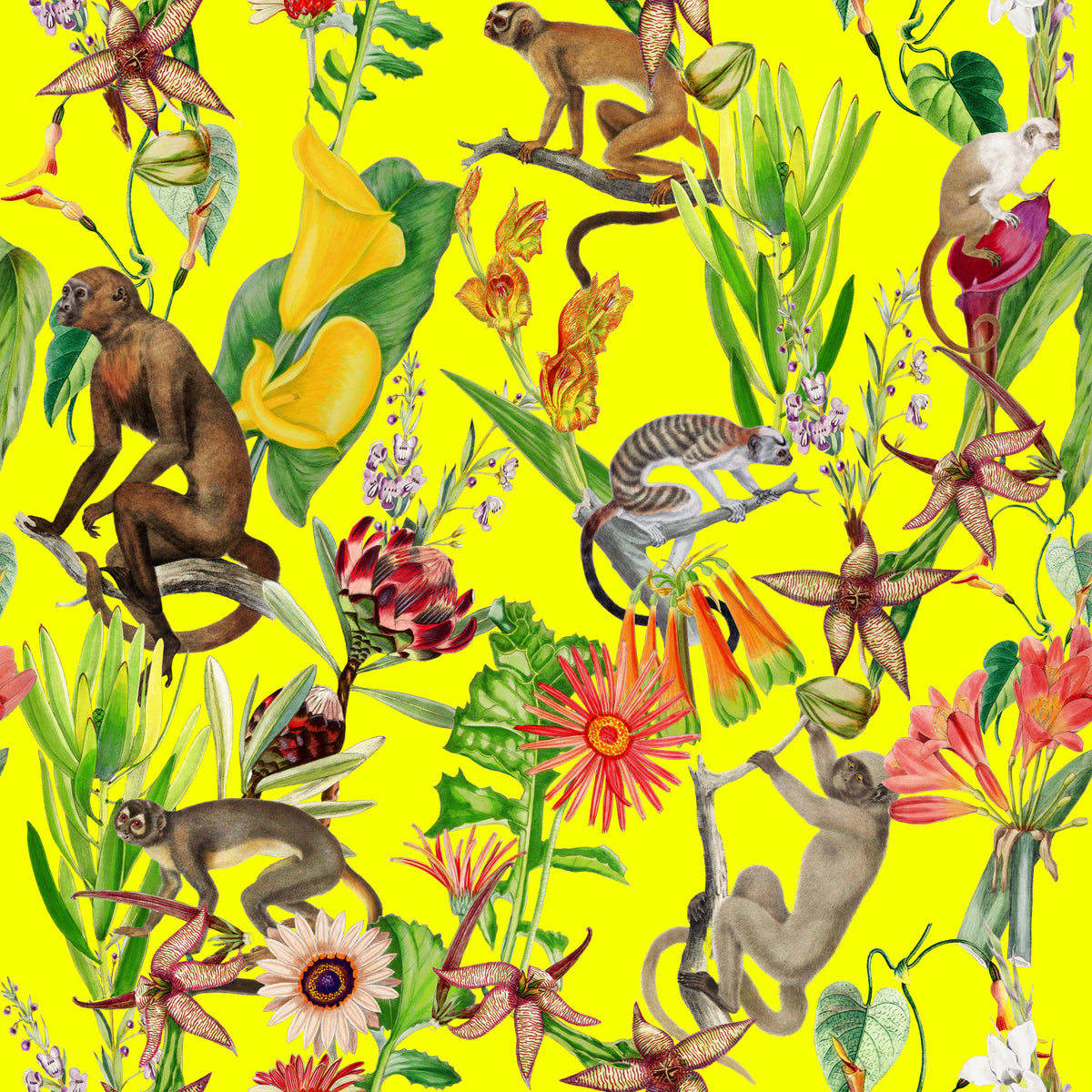 Hakuna Wallpaper⁠