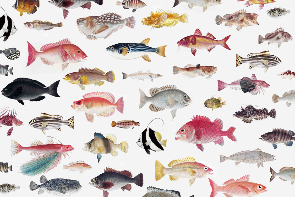 Acquarium Wallpaper⁠