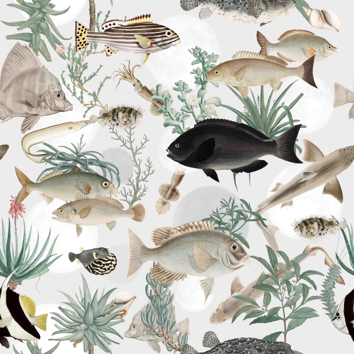 Oceania Wallpaper⁠