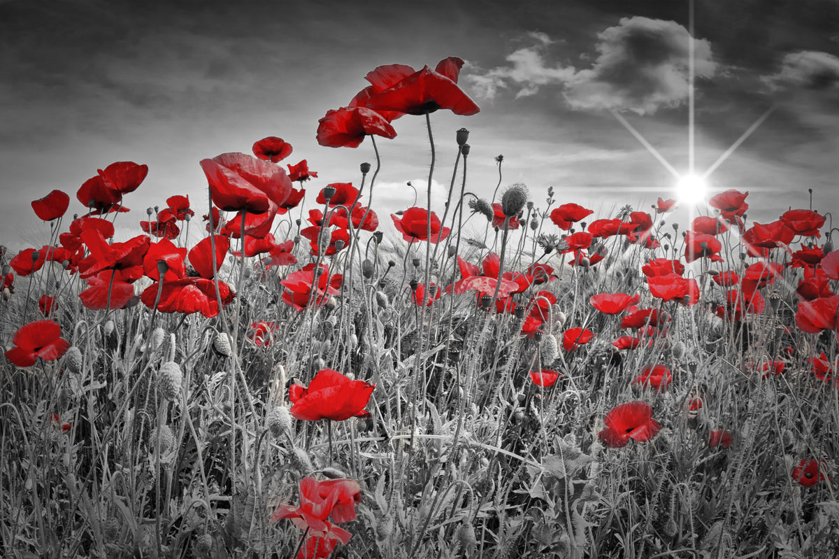 Idyllic Field of Poppies with Sun Wall Mural in your room — zoomed