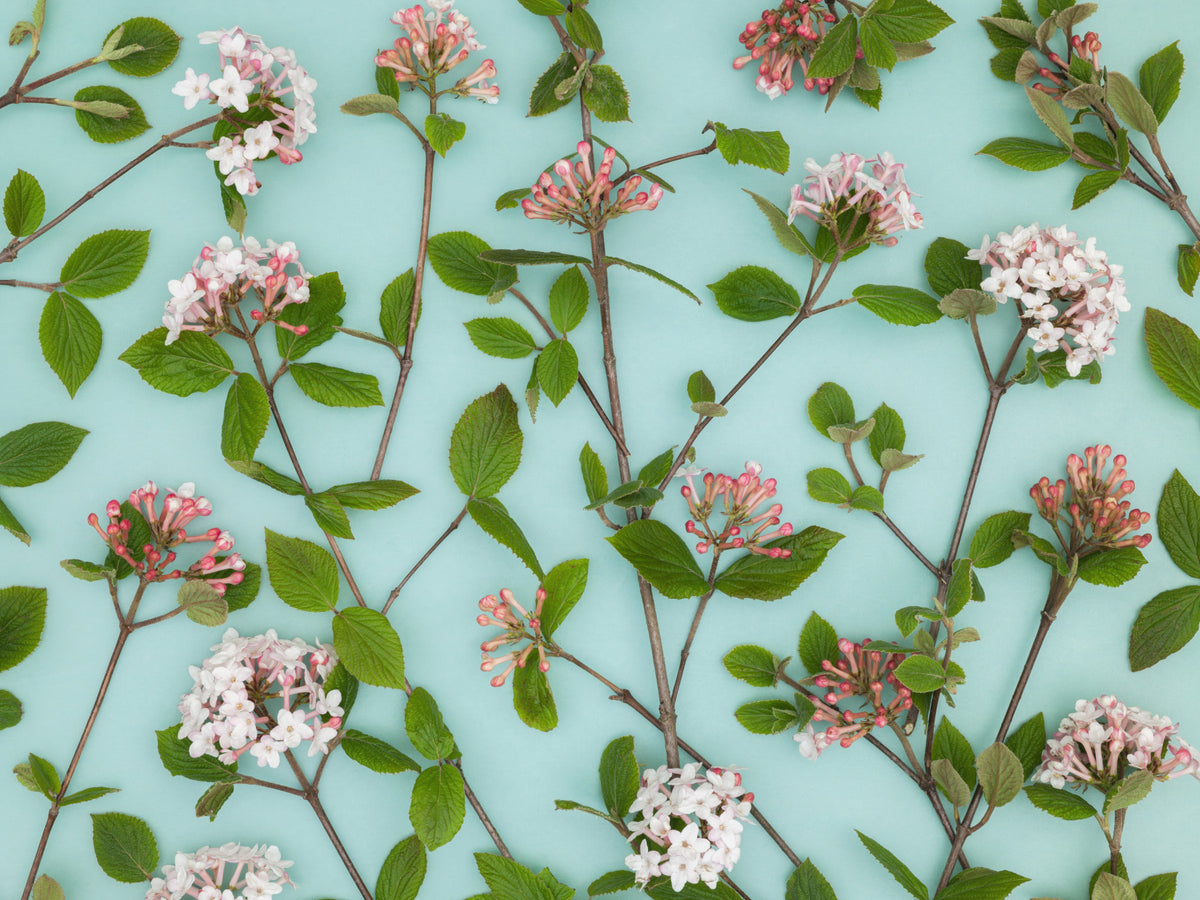 Viburnum Juddii Flowers Wall Mural in your room — zoomed