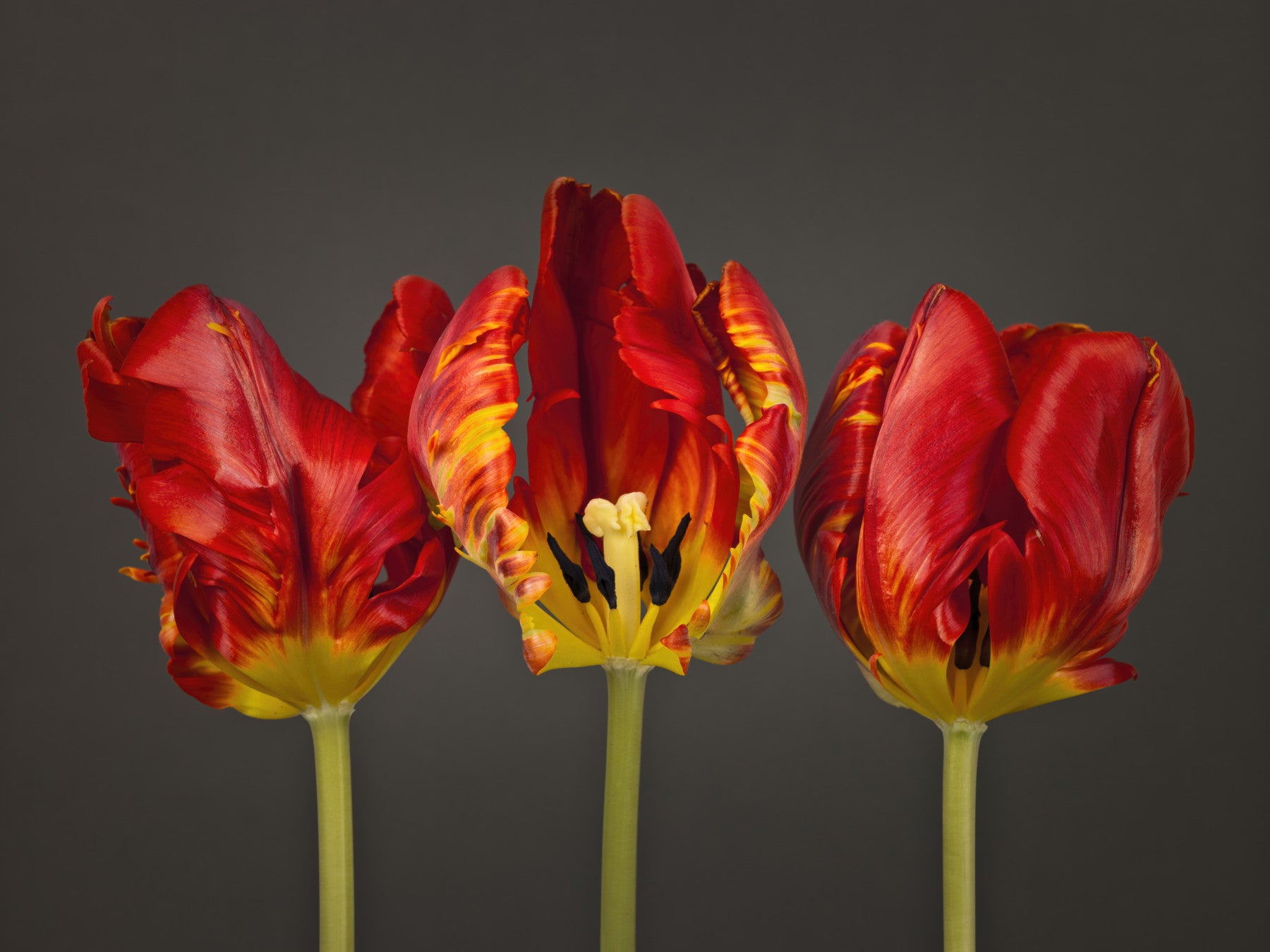 Three Rococo Tulips Wall Mural