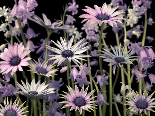 Meadow flowers Wall Mural