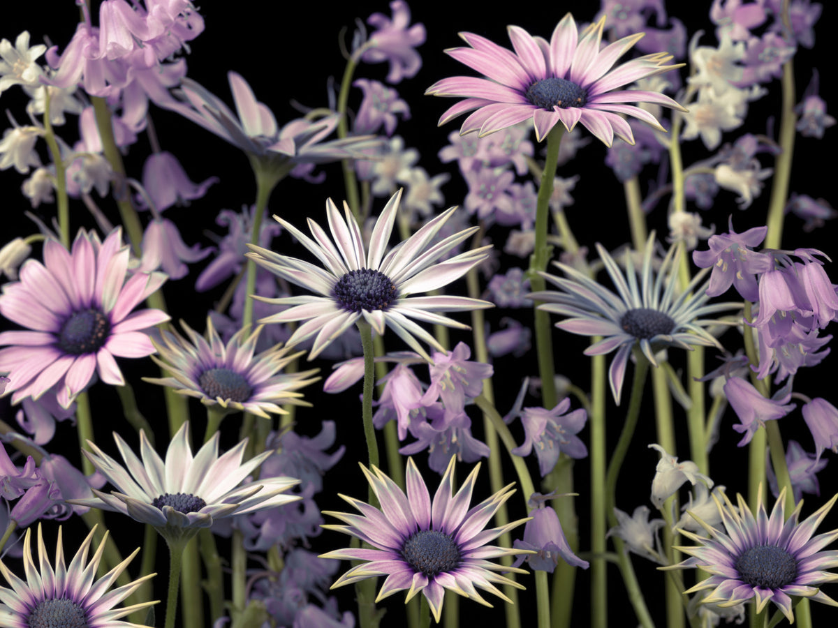 Meadow flowers Wall Mural