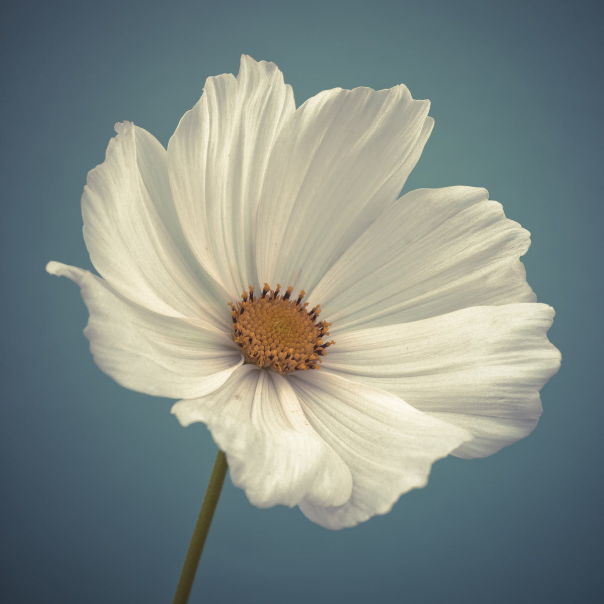 Cosmos Blooms Wall Mural