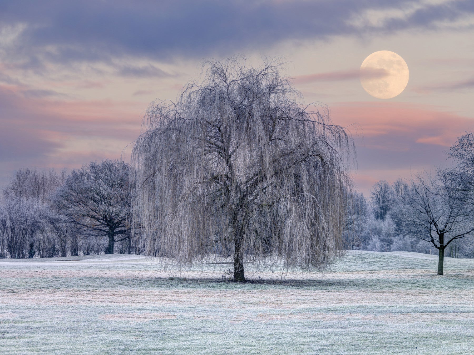 Frozen Dreams A Moonlit Meadow Wall Mural