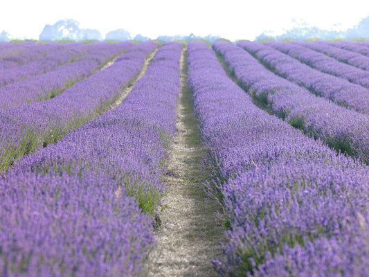Lavender Dreams Wall Mural