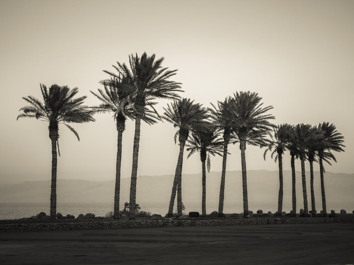Palm Trees Embracing the Beach Wall Mural