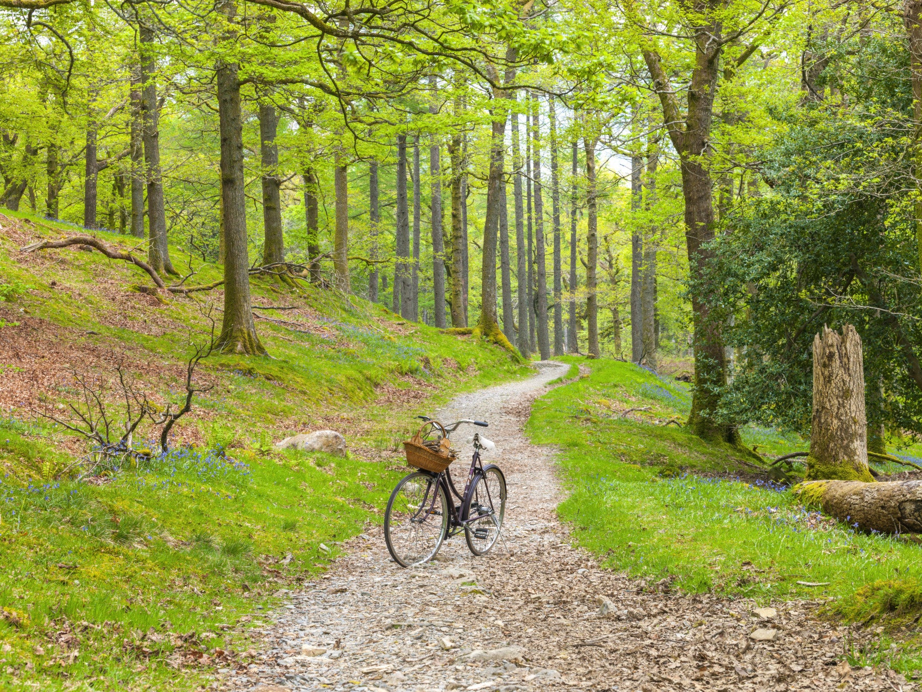 Woodland Cycle Path Wall Mural