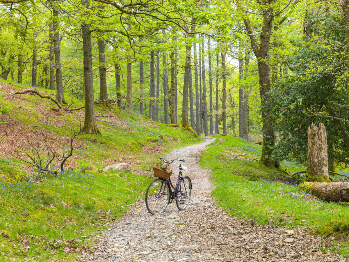 Woodland Cycle Path Wall Mural in your room — zoomed