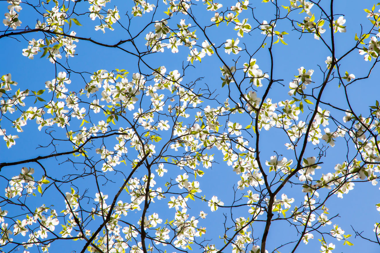 Dogwood Dream Floral Wall Mural