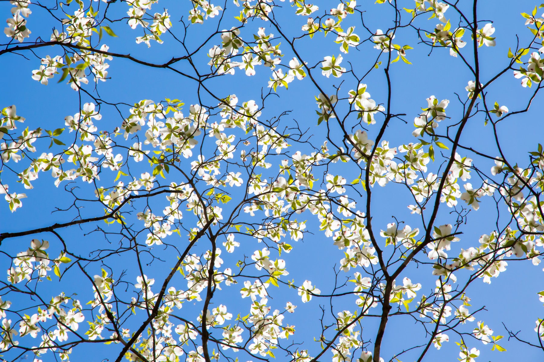Dogwood Dream Floral Wall Mural