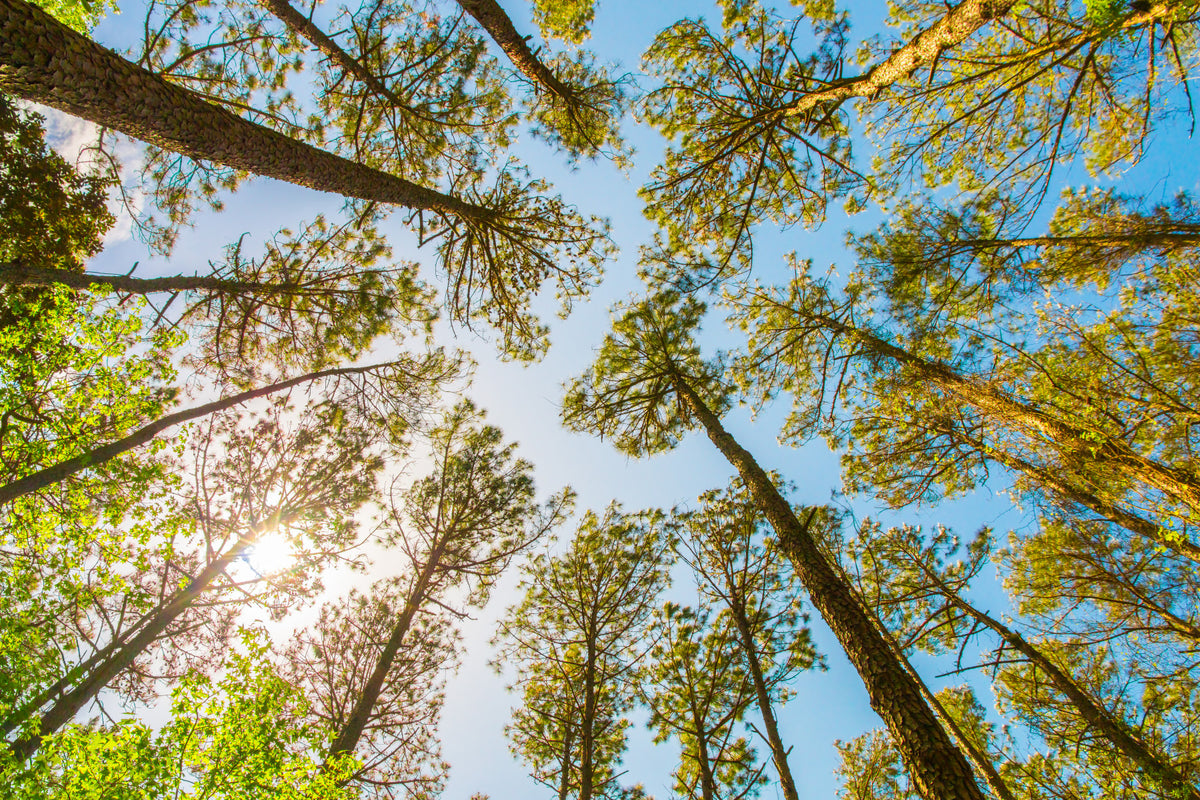 Skyward Trees Wallpaper for Walls: Nature's Beauty Wall Mural in your room — zoomed