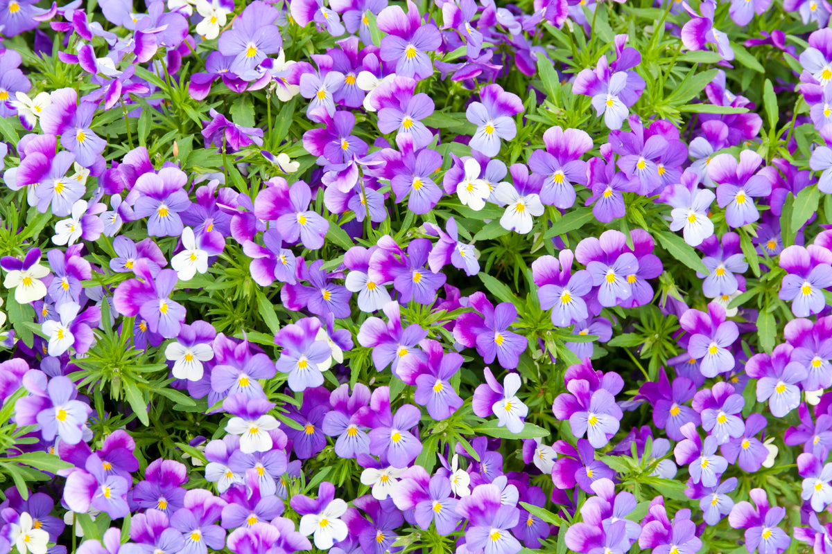 Pansy Bloom Purple Floral Wall Mural in your room — zoomed