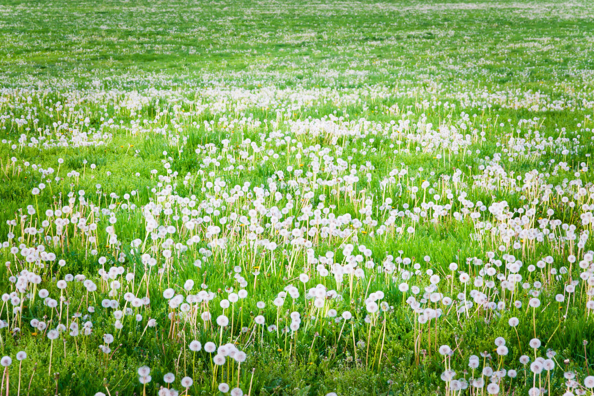 Dandelion Field Serene Green Wall Mural in your room — zoomed