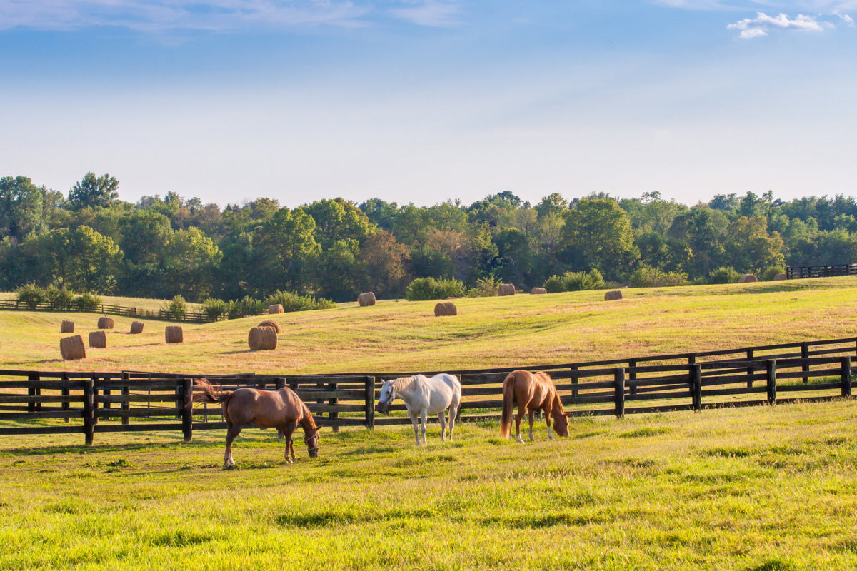 Pastoral Horses Nature Wall Mural in your room — zoomed