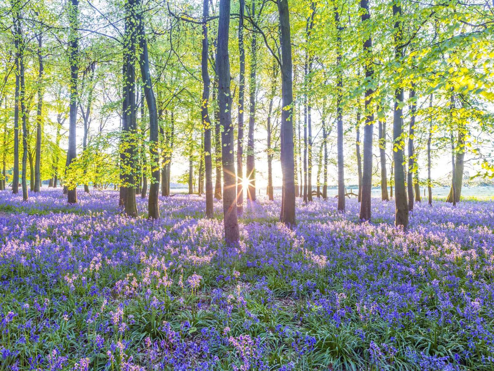 Mesmerizing Bluebell Forest Wall Mural