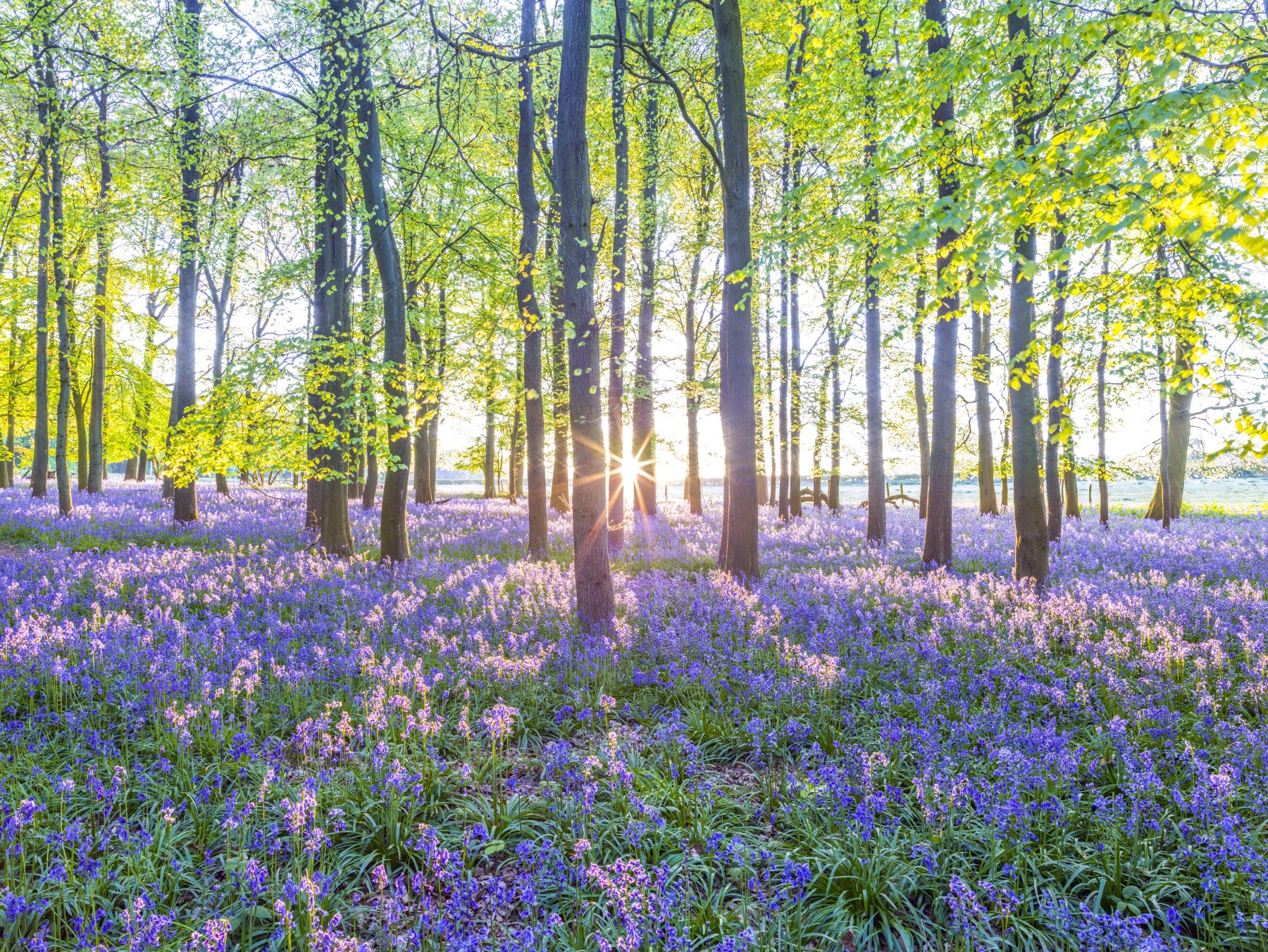 Mesmerizing Bluebell Forest Wall Mural