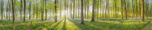 Forest Illuminated Wall Mural